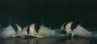 Hoplisoma sp. (Cw049)