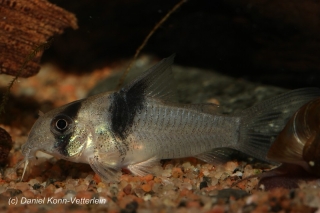 Hoplisoma sp. (Cw049)