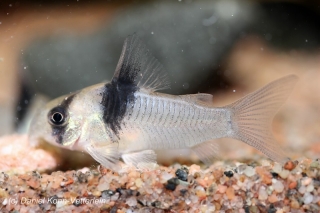 Hoplisoma sp. (Cw049)