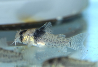 Hoplisoma sp. (Cw049)