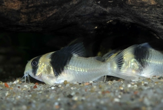 Hoplisoma sp. (Cw049)