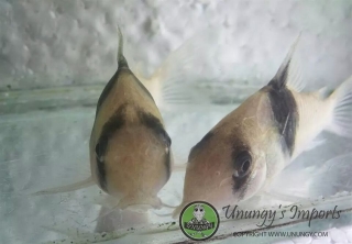 Hoplisoma sp. (Cw049)