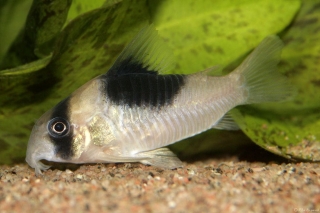 Hoplisoma sp. (Cw051)