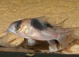 Hoplisoma sp. (Cw051)