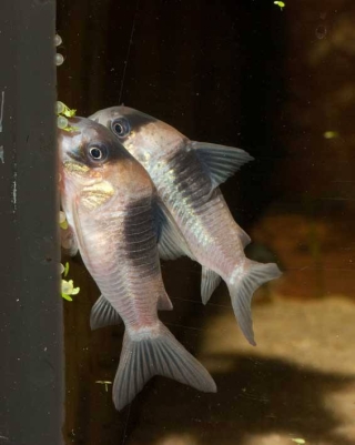 Hoplisoma sp. (Cw051)