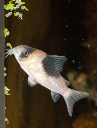 Hoplisoma sp. (Cw051)