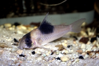 Hoplisoma sp. (Cw051)