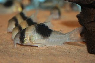 Hoplisoma sp. (Cw051)