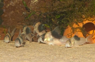 Hoplisoma sp. (Cw051)