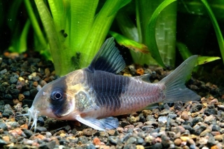 Hoplisoma sp. (Cw051)