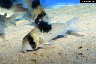 Hoplisoma sp. (Cw051)