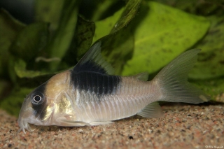 Hoplisoma sp. (Cw051)