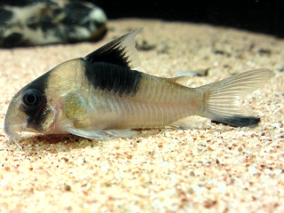 Hoplisoma sp. (Cw051)