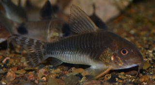 Hoplisoma sp. (Cw069)