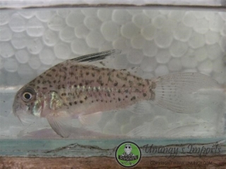 Hoplisoma sp. (Cw079)