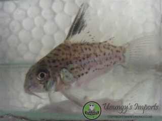 Hoplisoma sp. (Cw079)