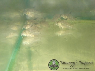 Hoplisoma sp. (Cw079)