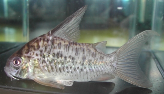 Hoplisoma sp. (Cw086)