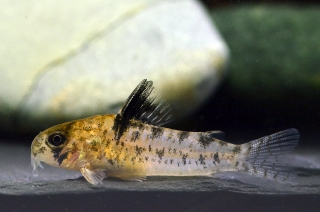 Hoplisoma sp. (Cw104)