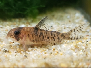 Hoplisoma sp. (Cw104)