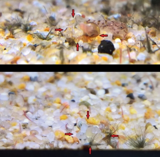 Hoplisoma sp. (Cw104)