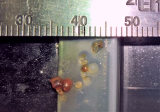 Hoplisoma sp. (Cw104)