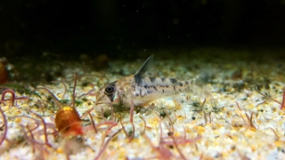 Hoplisoma sp. (Cw104)