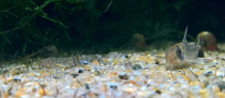 Hoplisoma sp. (Cw104)