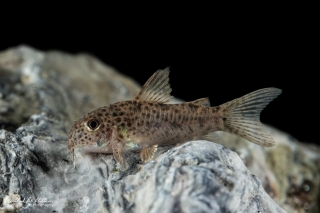 Hoplisoma sp. (Cw133)