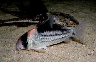 Hoplisoma sp. (Cw158)