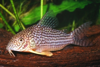 Hoplisoma sterbai