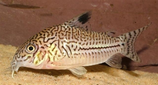 Hoplisoma trilineatum