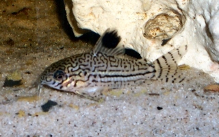 Hoplisoma trilineatum