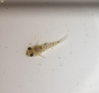 Hoplisoma trilineatum