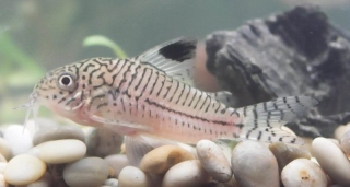 Hoplisoma trilineatum