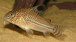 Hoplisoma trilineatum