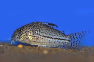 Hoplisoma trilineatum