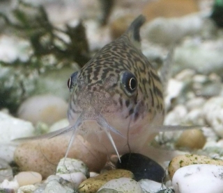 Hoplisoma trilineatum