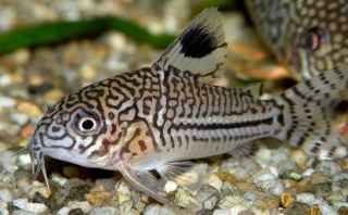 Hoplisoma trilineatum