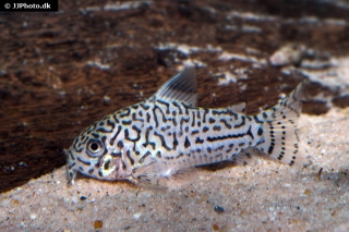 Hoplisoma trilineatum