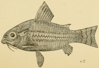 Hoplisoma trilineatum
