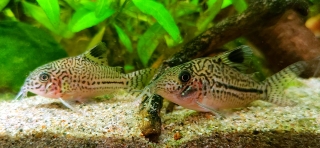 Hoplisoma trilineatum