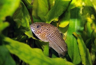 Hoplisoma trilineatum