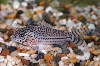 Hoplisoma trilineatum