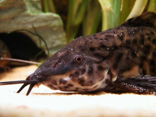 Megalechis thoracata