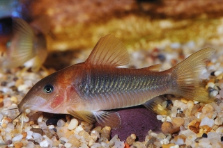 Osteogaster aenea Osteogaster aenea