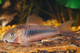 Osteogaster aenea Osteogaster aenea