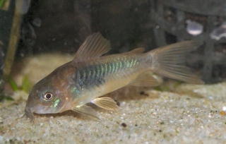 Osteogaster aenea Osteogaster aenea