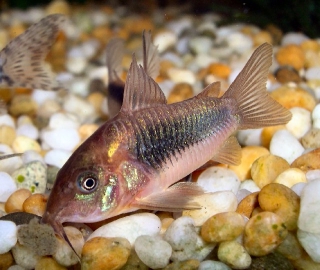 Osteogaster aenea Osteogaster aenea