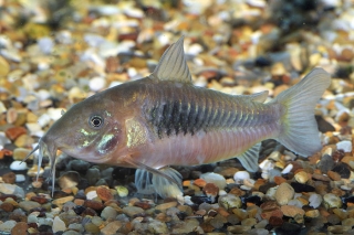 Osteogaster aenea Osteogaster aenea